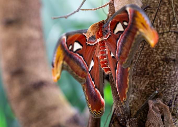 Atlas Moth on Tree Branch