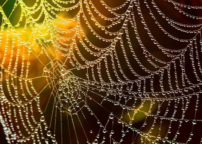 Spiderweb with Dew Drops