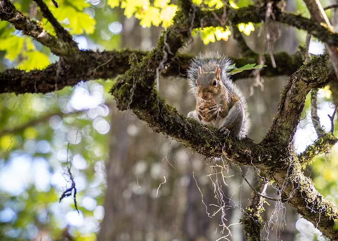 Squirrel eating on a mossy branch