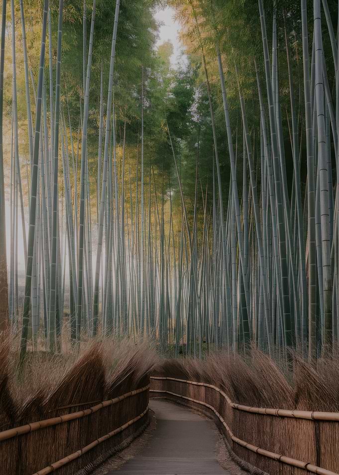 Bamboo Forest Path