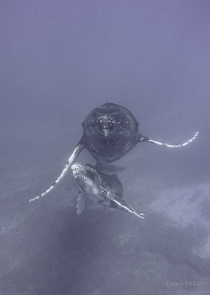 Humpback Whales Underwater