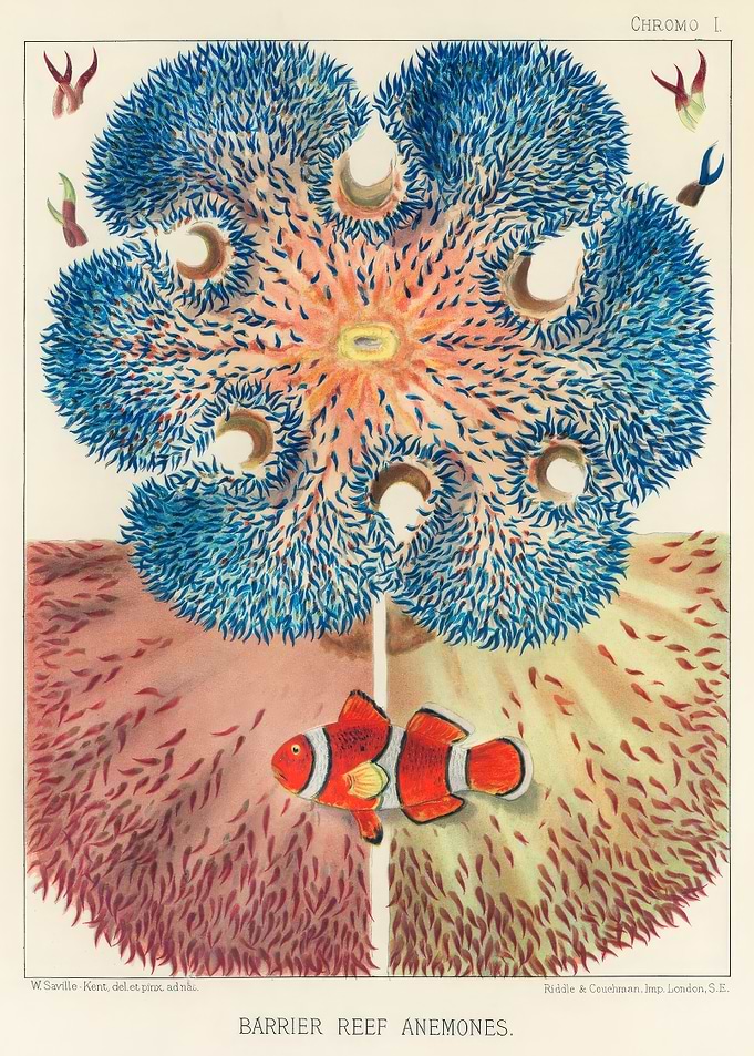 Barrier Reef Anemones Vintage Illustration