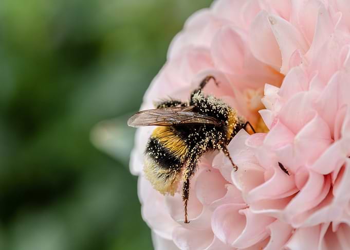 Bumblebee on Pink Flower