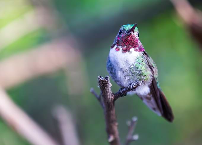 Hummingbird perched on a branch