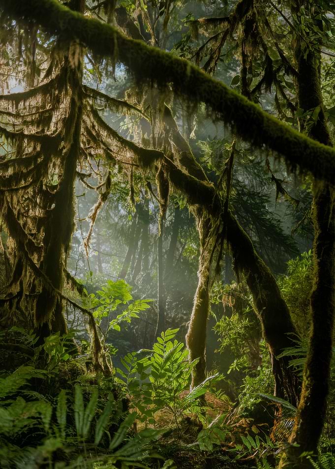 Lush Green Forest with Mossy Trees