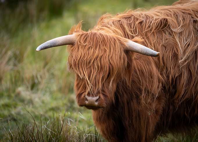Highland Cow Portrait in Grassy Field