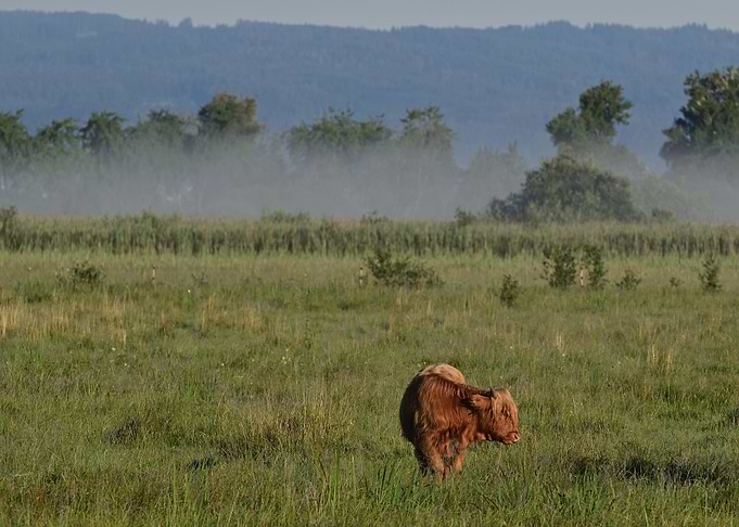 Highland Cow in a Grassy Field