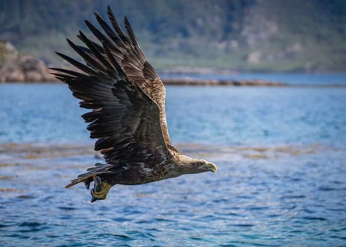 Eagle flying over blue water