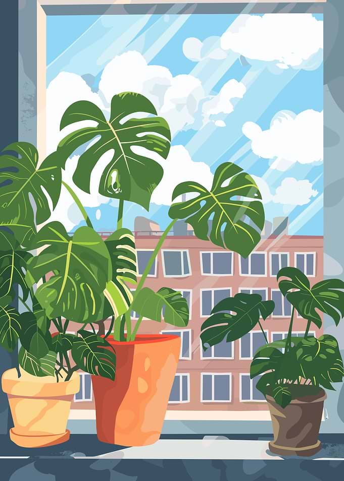 Indoor Plants by the Window