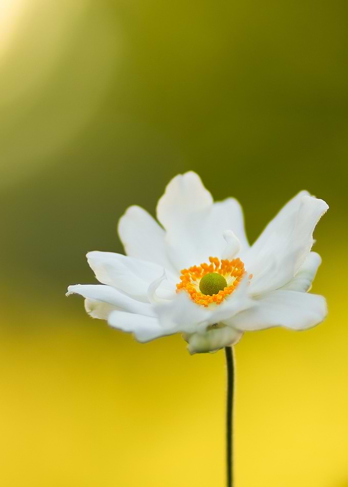 White Flower with Yellow and Green Center