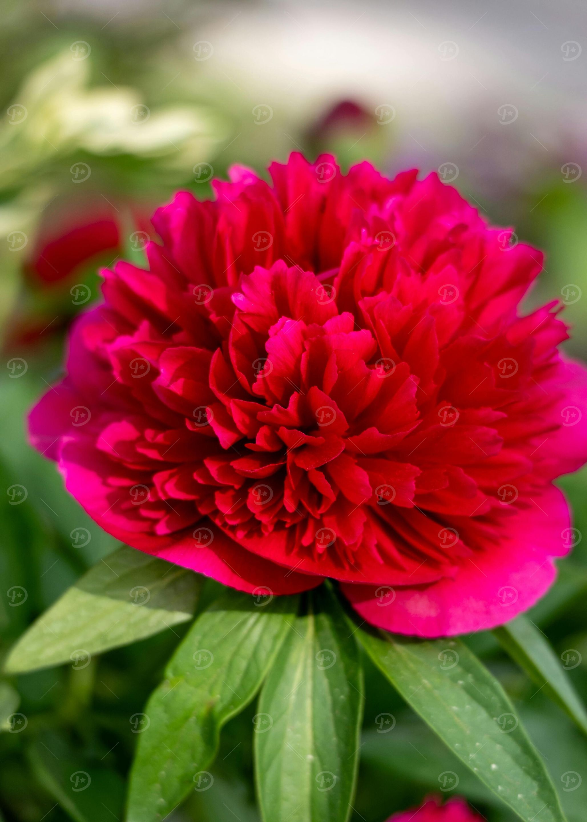 Vibrant Red Peony Blossom Close-Up