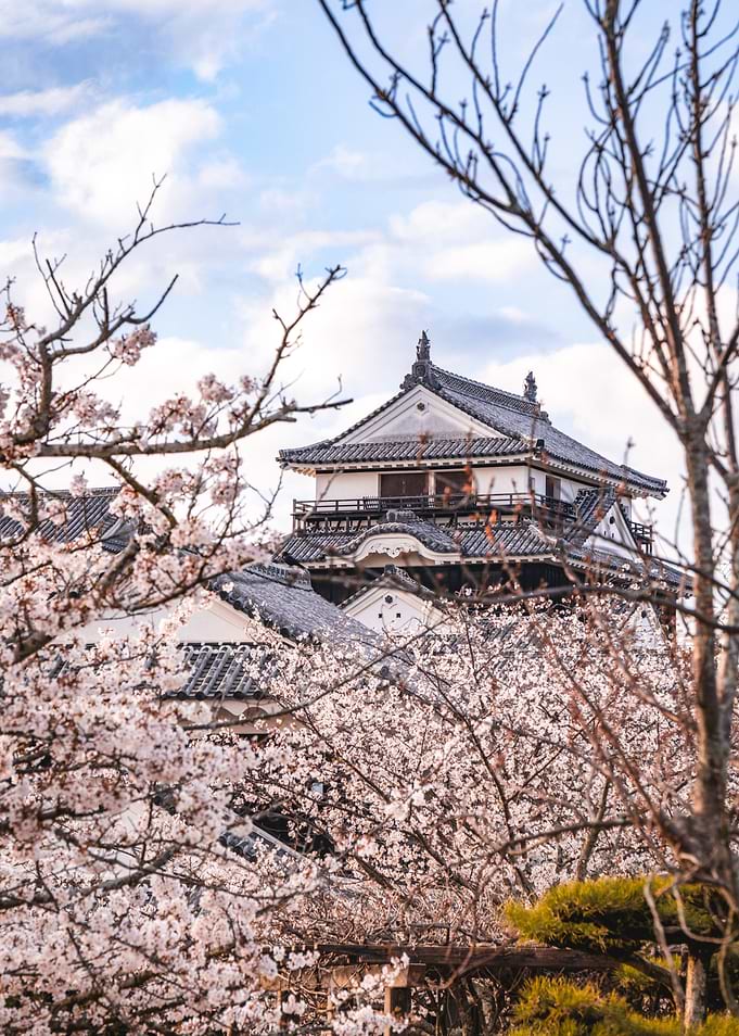 Matsuyama Castle with Cherry Blossoms, Japan