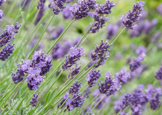 Lavender Flowers Close-Up