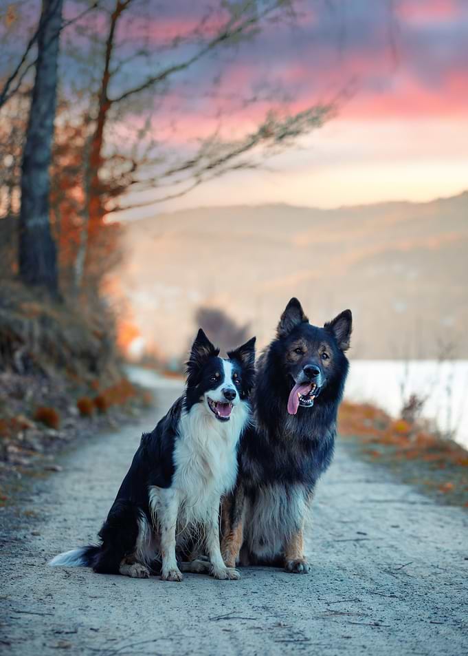 Two purebred dogs sitting on a path