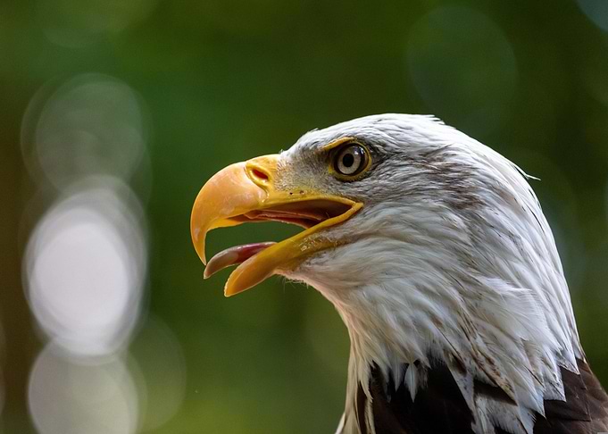 Bald Eagle Portrait