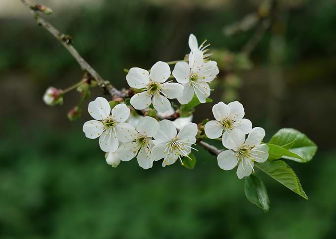 Cherry blossoms on a branch