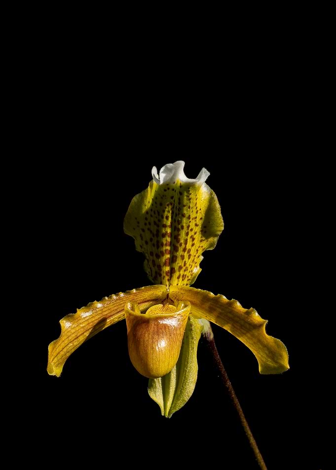 Botanical Allure