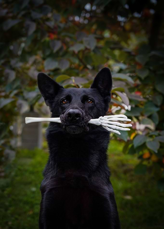 Black Dog with Skeleton Hand