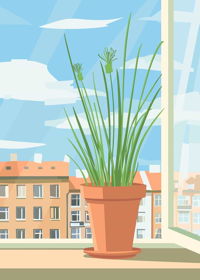 Potted Plant on Windowsill with City View