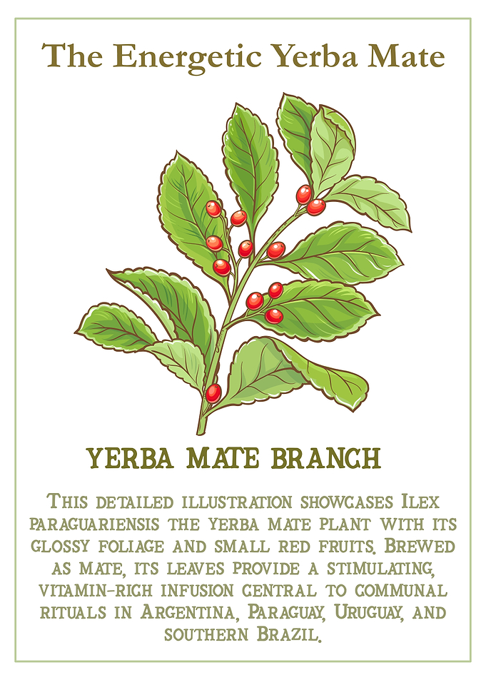 Energetic Yerba Mate Branch Illustration