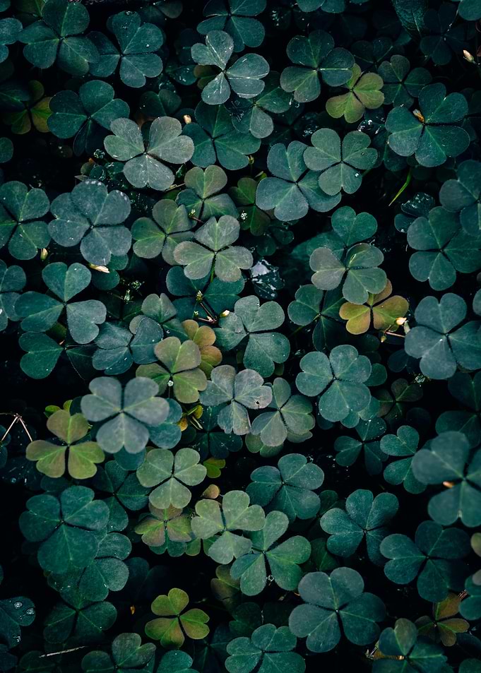 Clover Patch