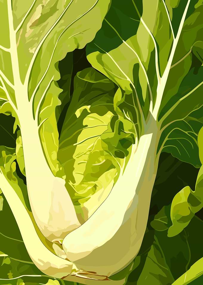 Fresh Green Chard Vegetable Close-Up
