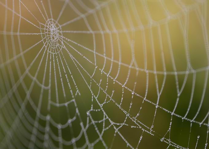 Dew-Kissed Spiderweb