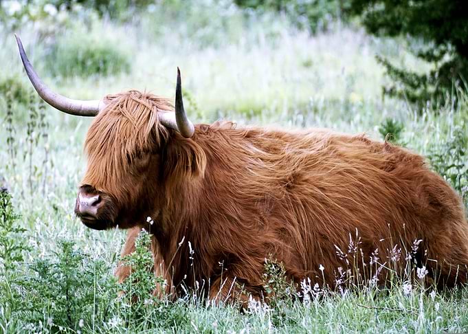 Highland Cow Resting in Grassy Field
