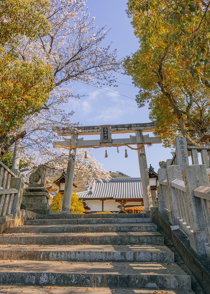 Japanese Temple Entrance with Cherry Blossoms