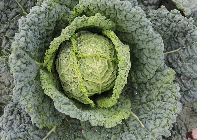 Savoy Cabbage Close-Up