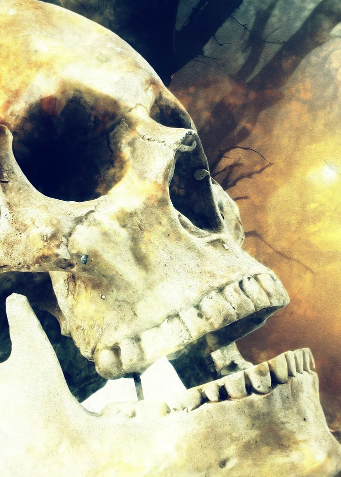 Skull close-up with vintage filter
