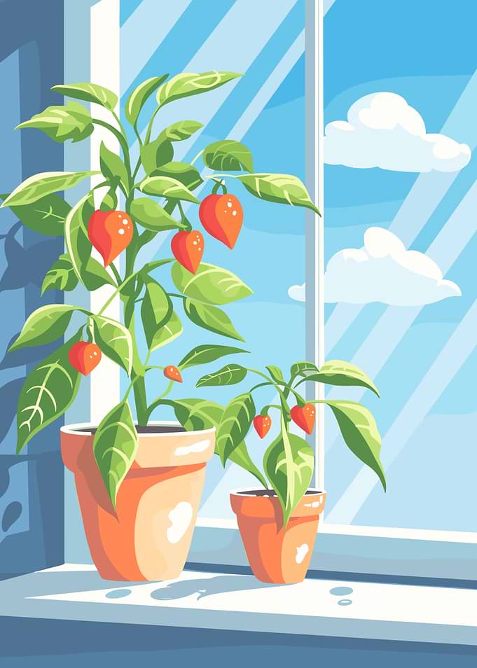 Pepper plants on a windowsill