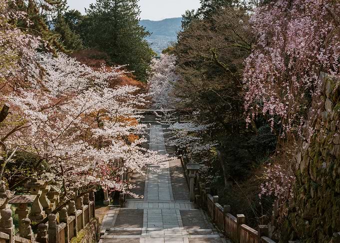 Japanese Temple Path with Cherry Blossoms