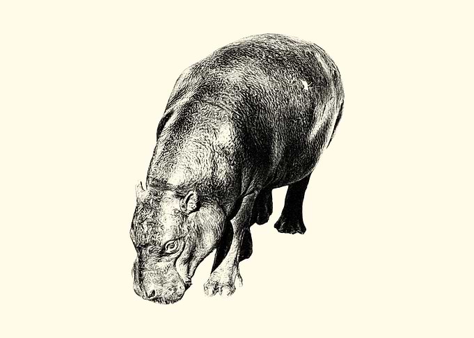 Hippo Illustration