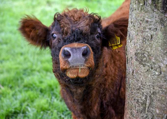 Curious Brown Cow Peeking