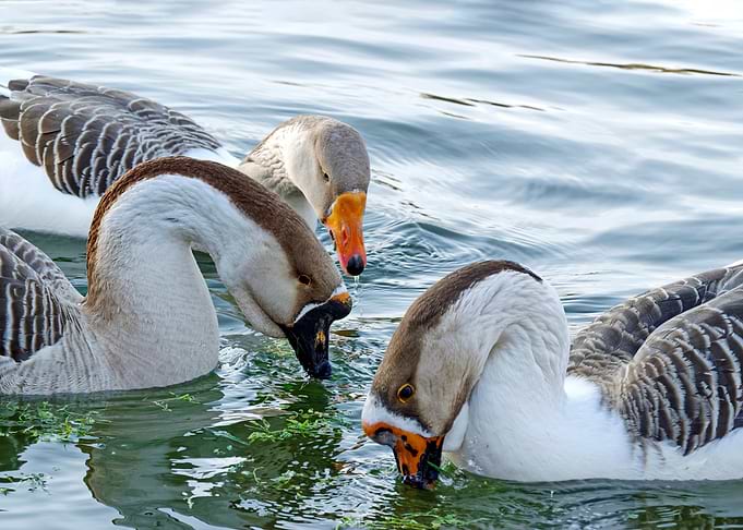 Geese in Water