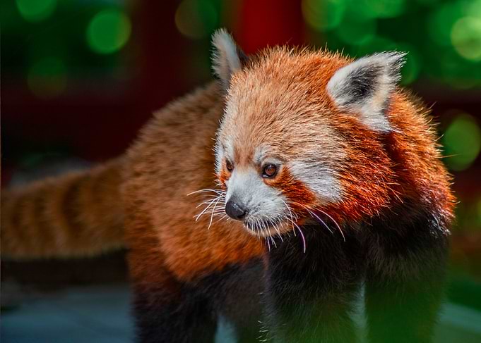 Red Panda Portrait