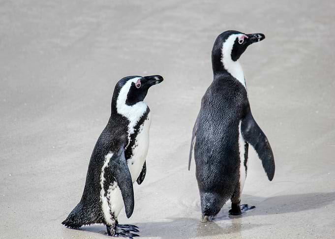 Two African Penguins on a Sandy Beach