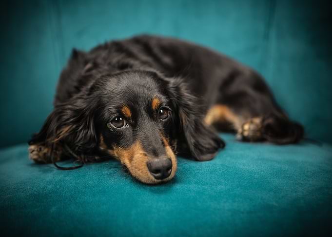 Dachshund Resting on Teal Couch