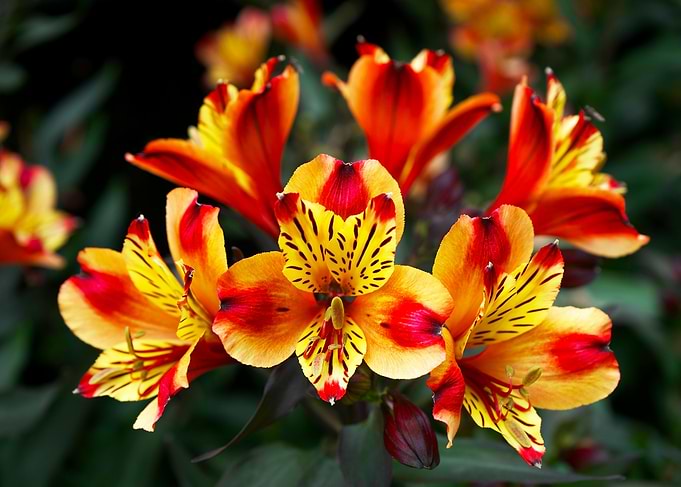 Vibrant Alstroemeria Flowers