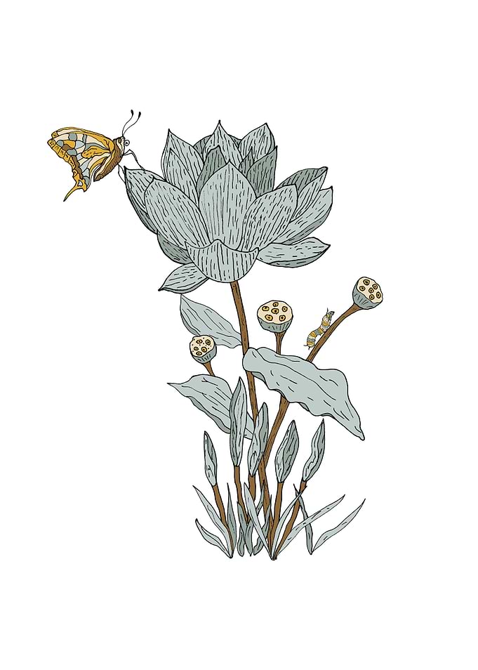 Lotus flower with butterfly and caterpillar