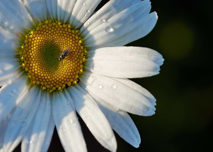 Daisy with Fly and Water Droplets