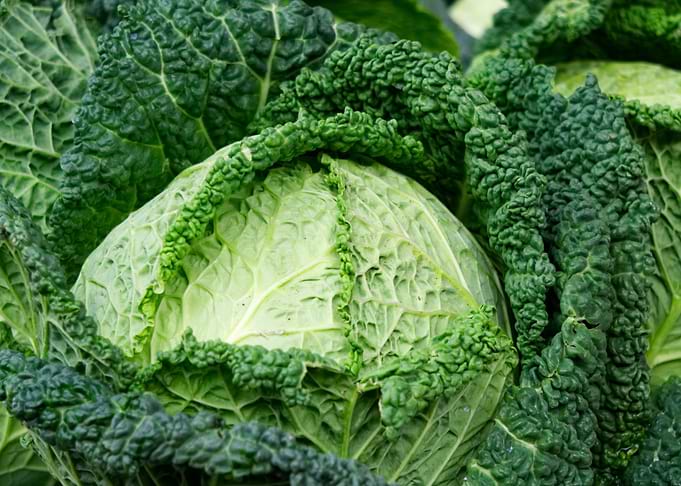 Savoy Cabbage Close-Up
