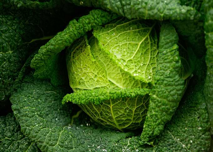 Fresh Savoy Cabbage Close-Up
