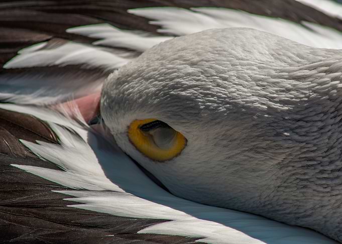 Resting Pelican Close-Up
