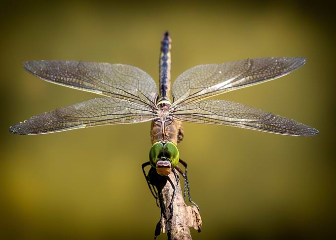 Dragonfly Close-Up on Branch