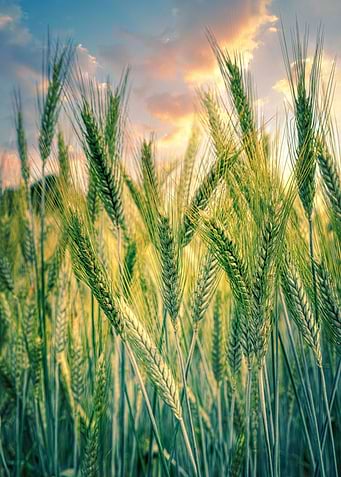 Wheat Field at Sunset