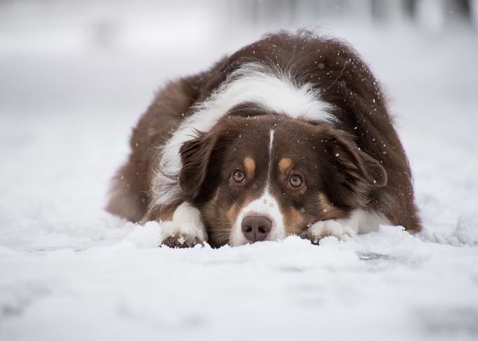 Dog in Snow