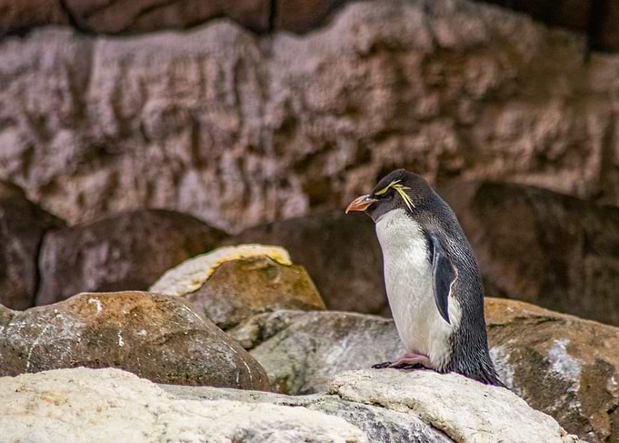 Macaroni Penguin on Rocks