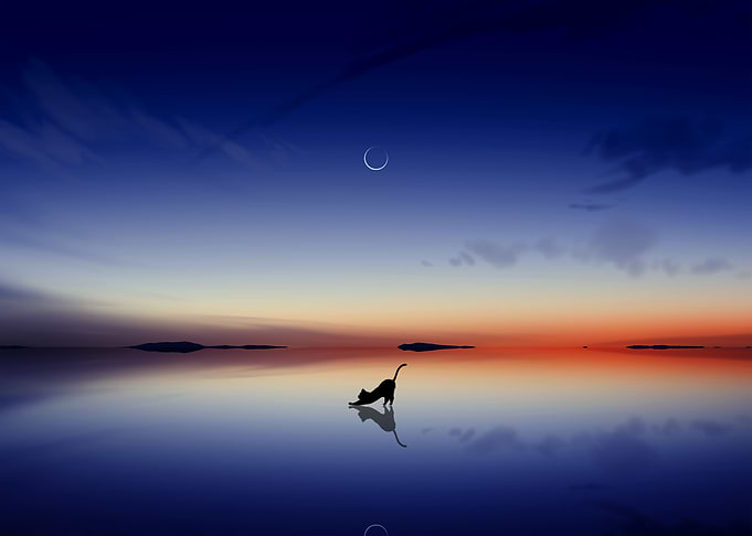 Cat Silhouette on Water at Sunset
